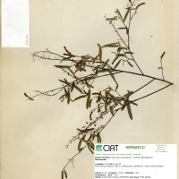 23806 herbarium