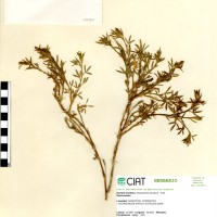 10161 herbarium