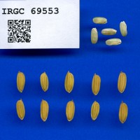IRGC 69553 Seed Photo