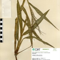 26971 herbarium