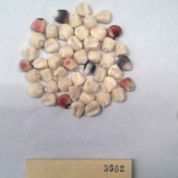 CIMMYTMA 3602 - Reference Inventory.jpg