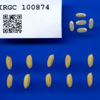 IRGC 100874 Seed Photo