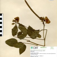 15733 herbarium