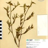 1245 herbarium