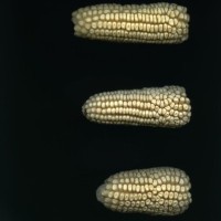 CIMMYTMA 1487 DURA 27 PV22A-1903-150 E814 _compress.jpg