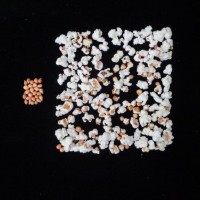 Popped and not popped comparison.jpg