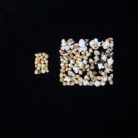 Popped and not popped comparison.jpg