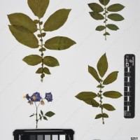 CIP 760245_HHCH 4498_04.jpg