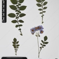 CIP 761157_OCH 10977_04.jpg