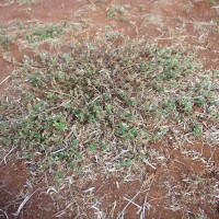 Stylosanthes mexicana 11049 plant.JPG