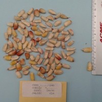 CIMMYTMA 23351 - Reference Inventory.jpg
