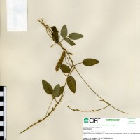 21987 herbarium