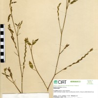 9589 herbarium