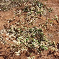 Stylosanthes capitata 12086 plant.JPG