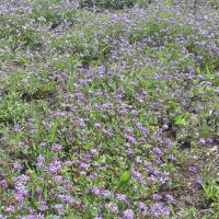 Trifolium decorum_6269 (6).jpg