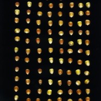 CIMMYTMA 6065 OAXA 311 BA21U-2903-180 K_compress.jpg