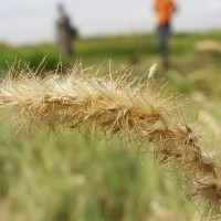 Cenchrus ciliaris  2126-h.JPG