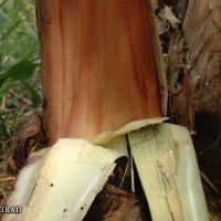 6.2.6 - Pigmentation of the underlying pseudostem