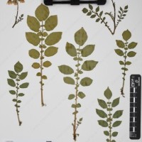 CIP 760001_OCH 37_07.jpg