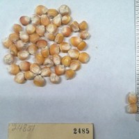 CIMMYTMA 2485 - Reference Inventory.jpg