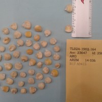 CIMMYTMA 25656 - Reference Inventory.jpg