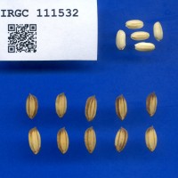 IRGC 111532 Seed Photo