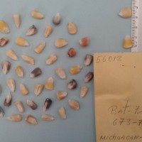 CIMMYTMA 5601 - Reference Inventory.jpg