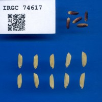IRGC 74617 Seed Photo
