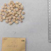 CIMMYTMA 136 - Reference Inventory.jpg