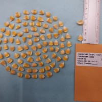 CIMMYTMA 13986 - Reference Inventory.jpg