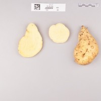 CIP 440087 (root).jpg