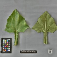 CIP 205002 (leaf).jpg