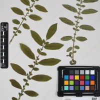 CIP 762633_OCHS 12602_14.jpg