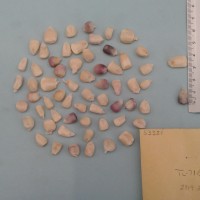 CIMMYTMA 5332 - Reference Inventory.jpg