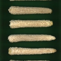 CIMMYTMA 26984 JALI 707 BA2021U 2903 307 C_compress.jpg