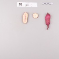 CIP 400519 (root).jpg