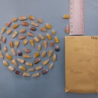 CIMMYTMA 7532 - Reference inventory.jpg