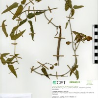 24057 herbarium