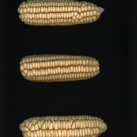 CIMMYTMA 2198 JALI 23 PV22A-1903-93 E10860 _compress.jpg