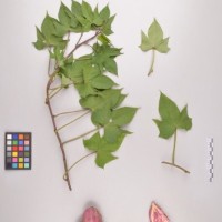 CIP 400177 (full plant).jpg