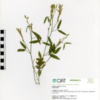 7773 herbarium