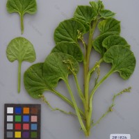 CIP 201026 Herbarium