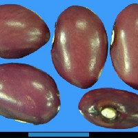 G19048 seed.jpg