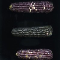 CIMMYTMA 16493 OAXA 83 BA21U-2903-169 E_compress.jpg