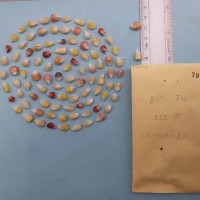 CIMMYTMA 7958 - Reference inventory.jpg