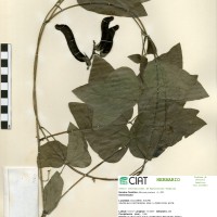 7160 herbarium