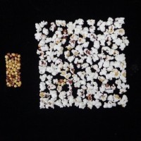 Popped and not popped comparison.jpg