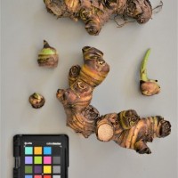 CIP 206004 (rhizome).JPG