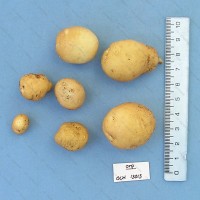 CIP 761473 Tuber