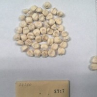 CIMMYTMA 2717 - Reference Inventory.jpg